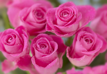 Pink roses still life