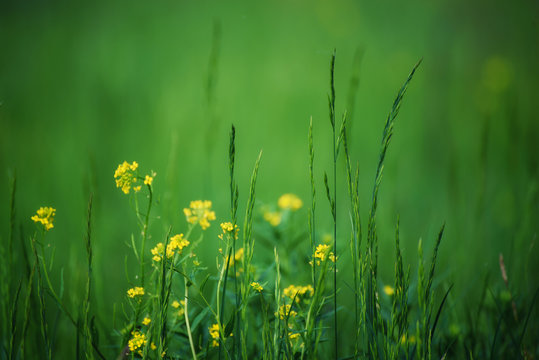 Fototapeta Green grass field with yellow meadow flowers suitable for backgrounds or wallpapers, natural seasonal landscape.