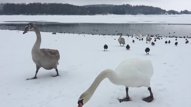 Vid&eacute;o de Cygnes et canards dans la neige gros plan