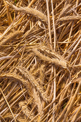 dried wheat on the floor