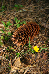 Cone on the forest floor