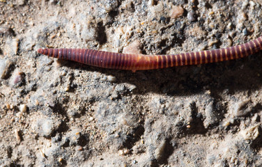 red worm on the ground. macro
