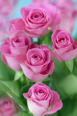 Pink roses still life