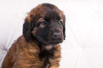 leonberger puppy on a white sofa