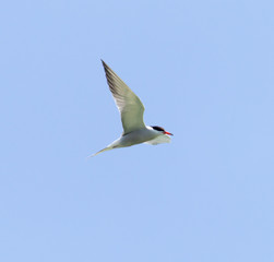 seagull in flight against blue sky