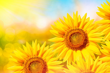 Obraz premium Beautiful sunflower field in summer.