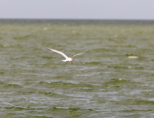 seagull in flight over the lake