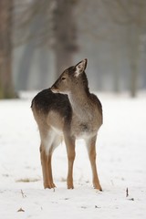 The fallow deer (Dama dama) in a winter landscape.