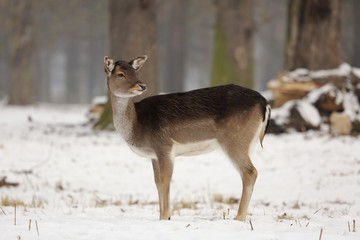 The fallow deer (Dama dama) in a winter landscape.