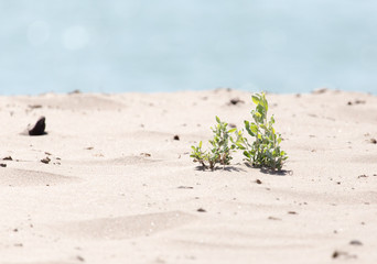 plant in the sand on the shore