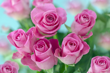 Fototapeta na wymiar Pink roses still life