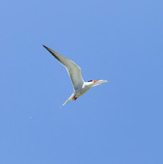 seagull on a background of blue sky