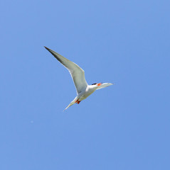 Fototapeta na wymiar seagull on a background of blue sky