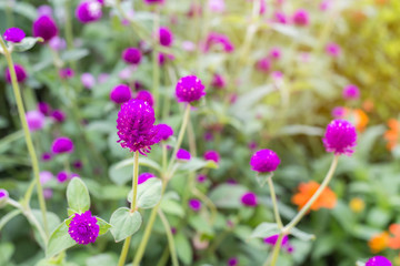 Fototapeta na wymiar purple Globe amaranth