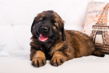 leonberger puppy on a white sofa