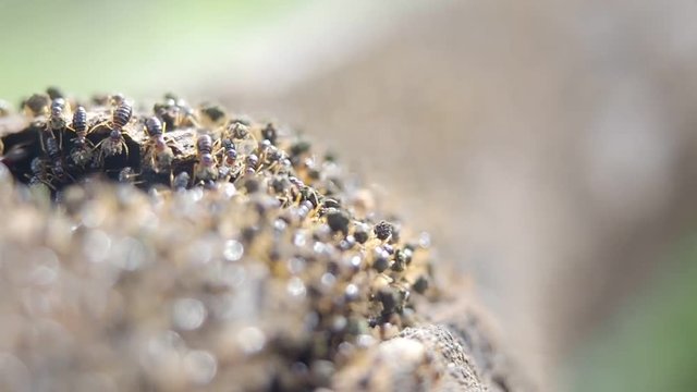 group of termite walking on the wood, termites are insects that eat wood in house, can be controlled by pesticide or chemical substance