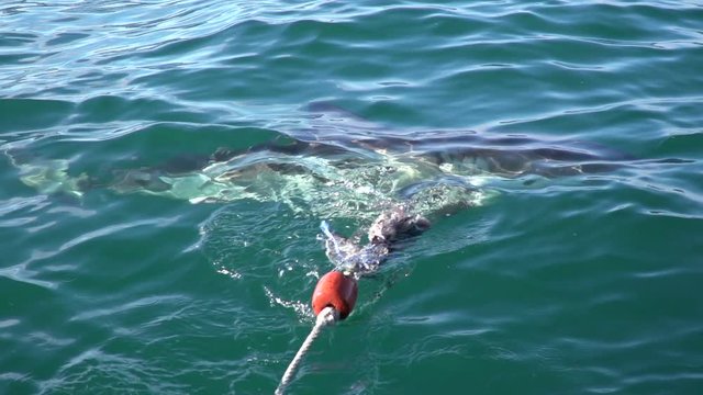 great white shark passing bait on a line