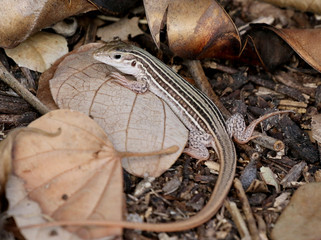 Texas Spotted Whiptail - Aspidocelis gularis