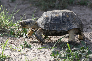 Texas Tortoise - Gopherus berlandieri