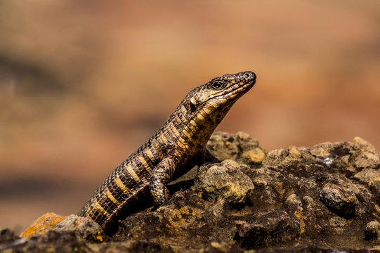 Rough Scaled Plated Lizard