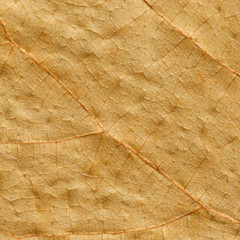 Macro texture of dry leaf plants for the background.