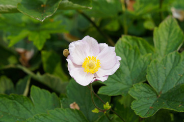 One anemone hupehensis purple flower 