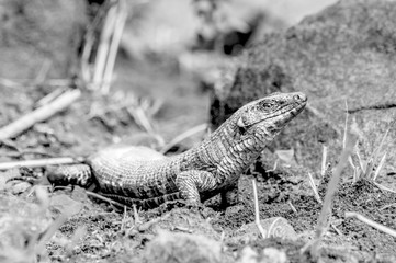 Rough Scaled Plated Lizard