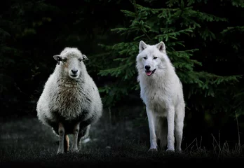 Papier Peint photo Lavable Loup loup mouton brebis attaque troupeau chasse animaux meute berger