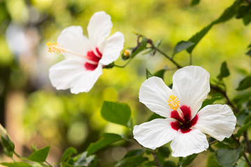 Fototapeta premium flowers white with red