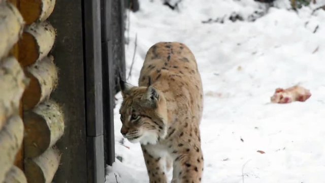 Lynx hunting in winter, slow motion