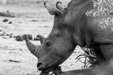  Rhino Resting