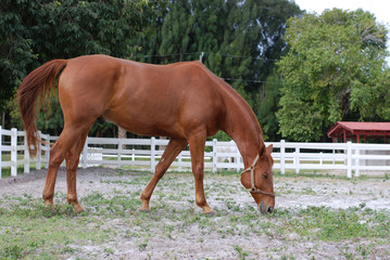 Naklejka na ściany i meble Brown Horse Eating on the Ranch Horizontal Image