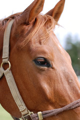 Portrait of Browm Horse