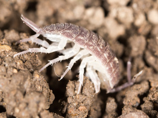 beetle wood louse in the ground. macro