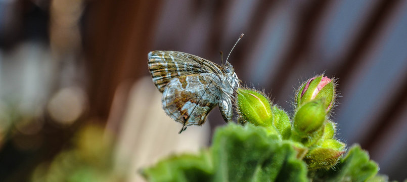 farfallina