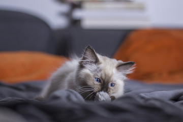 blue eyed kitten © Michal