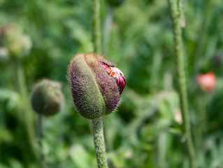 Obraz premium Dissolve the poppy meadow close up