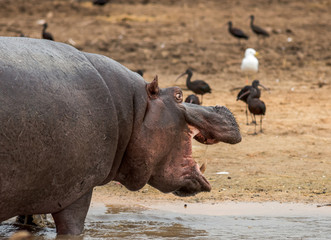 Hippo at the zoo Ramat Gan