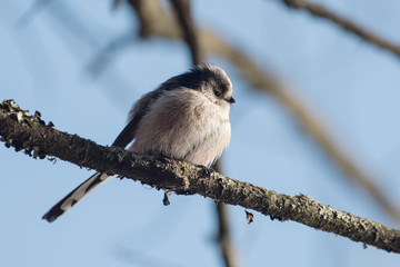 Long-tailed Tit, Tit, Aegithalos caudatus