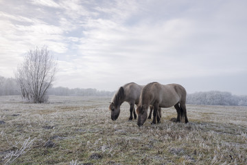 Horses in the frost