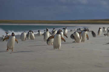 Gentoo Penguins (Pygoscelis papua) on a sandy beach on Bleaker Island in the Falkland Islands.