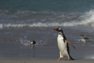 Naklejka premium Gentoo Penguins (Pygoscelis papua) on a sandy beach on Bleaker Island in the Falkland Islands.