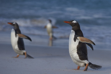 Fototapeta na wymiar Gentoo Penguins (Pygoscelis papua) on a sandy beach on Bleaker Island in the Falkland Islands.