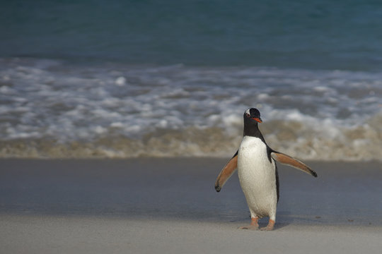 Gentoo Penguin (Pygoscelis papua) coming ashore on a sandy beach on Bleaker Island in the Falkland Islands.