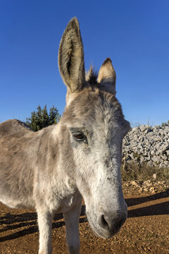Grey female donkey on brown ground on hill Vidova Gora, island Brac in Croatia