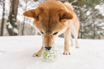 good dog on winter walk, the dog in the snow