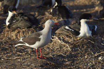 Dolphin Gulls (Leucophaeus scoresbii) scavenging around the edge of a large nesting colony of Imperial Shag (Phalacrocorax atriceps albiventer) on Bleaker Island in the Falkland Islands