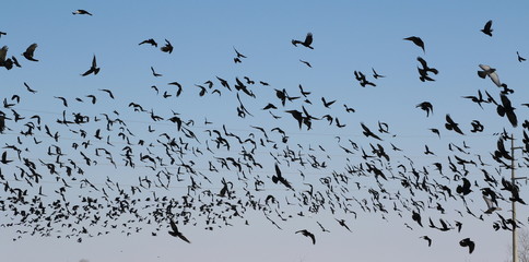 Flock of birds Rook and Jackdaw, Corvus Frugilegus