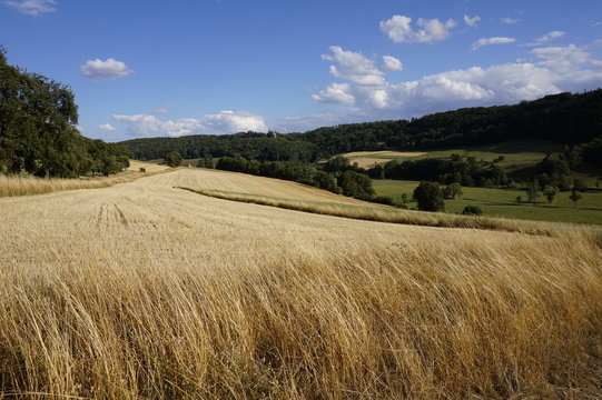 Weizenfeld Hohenlohe