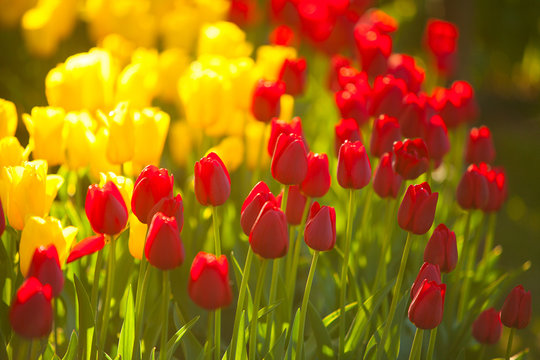 beautiful background image of tulips for Women's Day